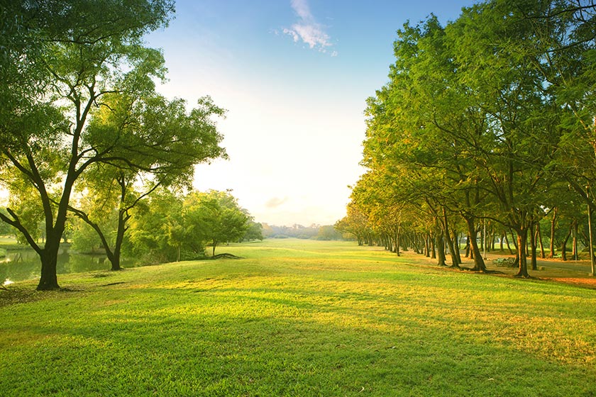 阳光下美丽的草原树木风景摄影图片