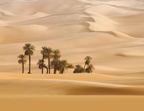 荒凉沙漠中的椰树植物风景摄影图片
