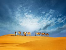 荒芜沙漠中行走的驼队风光摄影图片
