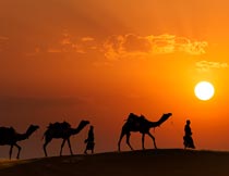 牵着骆驼走在沙漠中的人物摄影图片