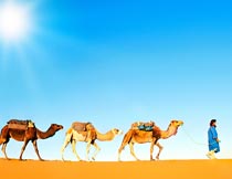 牵着骆驼行走在沙漠的人物摄影图片