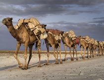 荒凉沙漠中成群结队的骆驼摄影图片