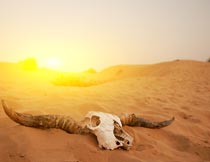 美丽黄昏沙漠上的山羊死赅摄影图片