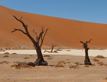 沙漠上的荒草与树木风光摄影图片