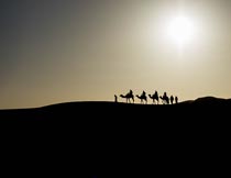 夕阳下骑着骆驼的人群剪影摄影图片