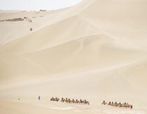 沙漠里行走的驼队自然景观摄影图片