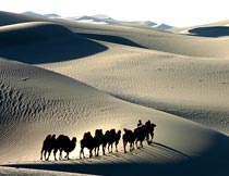 白色大漠里成群结队的骆驼摄影图片
