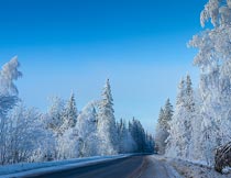 蓝天下美丽的公路树林雪景摄影图片