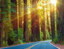 阳光下树林里的公路美景摄影图片