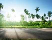 阳光下公路边的椰子树风光摄影图片