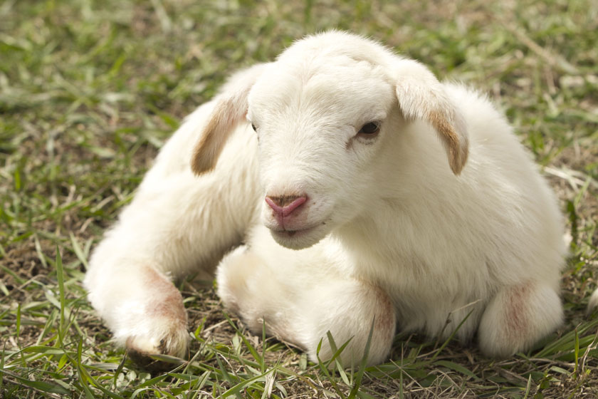 卧在草地上的小羊羔摄影高清图片