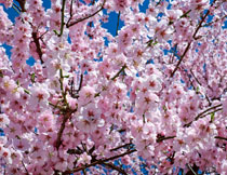 春天樱花盛开时的美景摄影高清图片