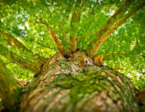 仰拍視角的參天大樹攝影高清圖片