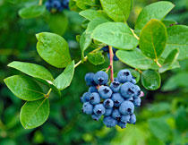 樹枝上的藍莓特寫攝影高清圖片