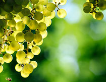 陽光映襯下的葡萄攝影高清圖片