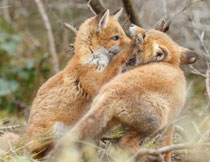 在嬉戏玩耍的两只狐狸高清图片