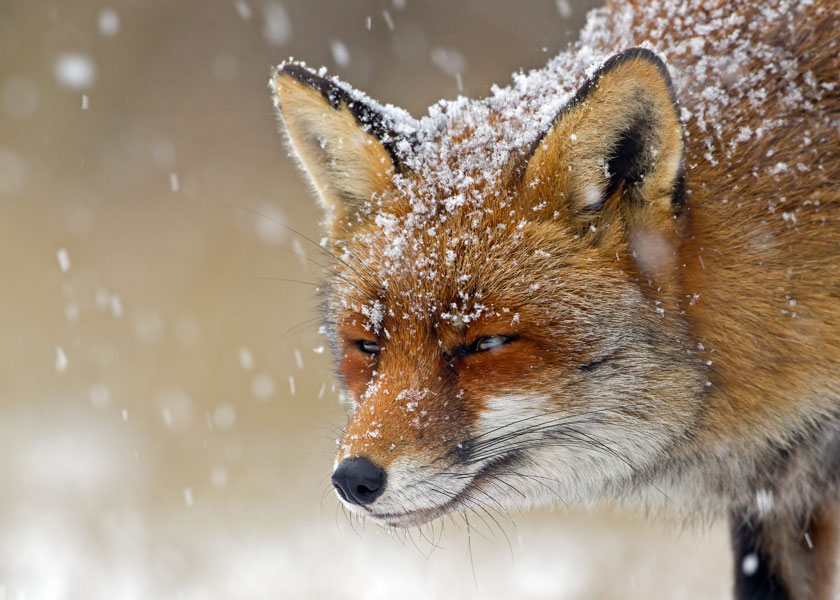 身上落了雪花的小狐狸高清图片