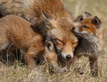 在一起玩耍的几只狐狸高清图片
