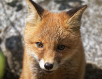 支棱着耳朵的可爱狐狸高清图片