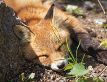 在阳光下睡懒觉的狐狸高清图片