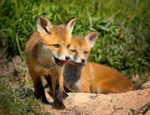 在野外的两只狐狸摄影高清图片
