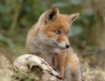 独自在外面的狐狸摄影高清图片