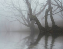 雾气中的水边树木摄影高清图片