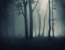 被大雾笼罩的树林摄影高清图片