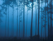 雾气中笔直生长的树木高清图片