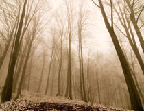 秋冬荒凉树林风光摄影高清图片