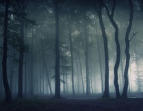 大雾中的树林剪影风光高清图片