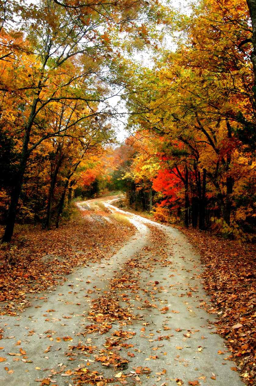 自然风景风光落叶叶子树叶叶落道路树木树丛茂密茂盛秋季秋天路边路