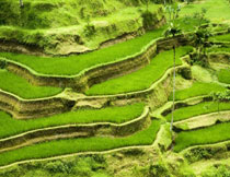 梯田上的水稻庄稼摄影高清图片