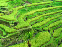 鸟瞰视角水稻农田摄影高清图片