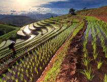 种植了水稻秧苗的梯田高清图片