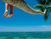 延伸到海面之上的椰树高清图片