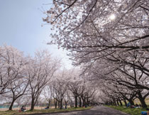 櫻花綻放的植物園攝影高清圖片