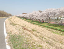 在路邊鮮花盛開的櫻花高清圖片