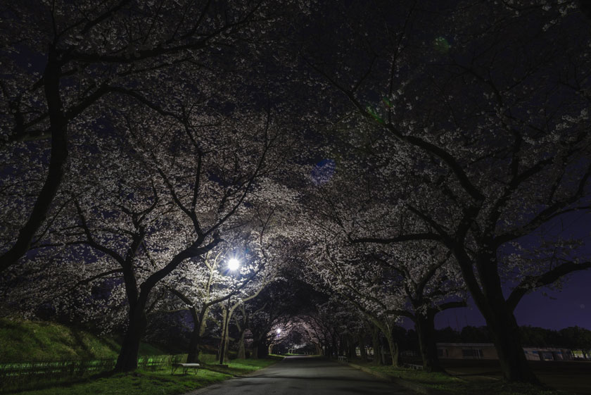 樱花道路夜晚灯光照明高清图片