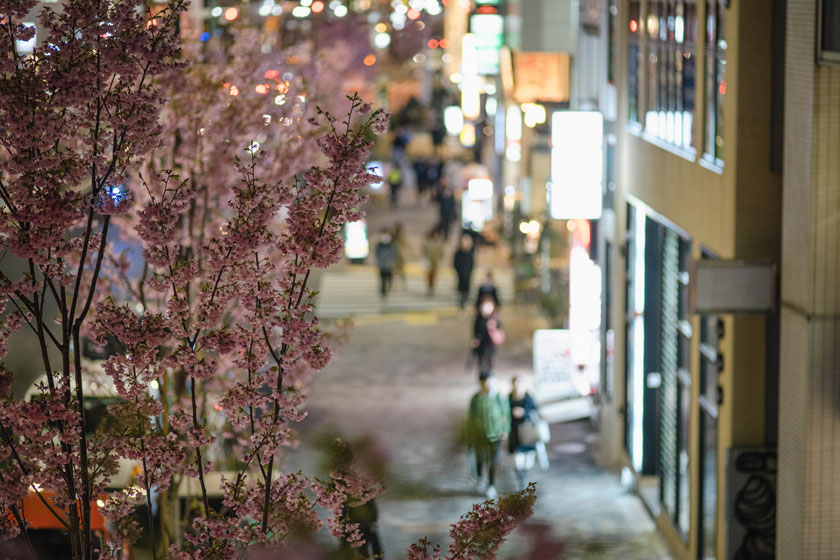 在城市路边种植的樱花高清图片