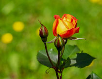 绽放的玫瑰花植物特写高清图片