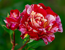 红色花卉植物特写摄影高清图片