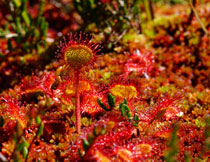一片紅色植物特寫攝影高清圖片