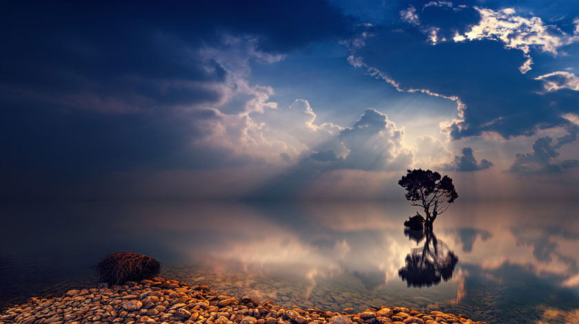 清澈湖水中的树木摄影高清图片