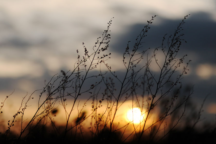 黄昏夕阳下的植物摄影高清图片