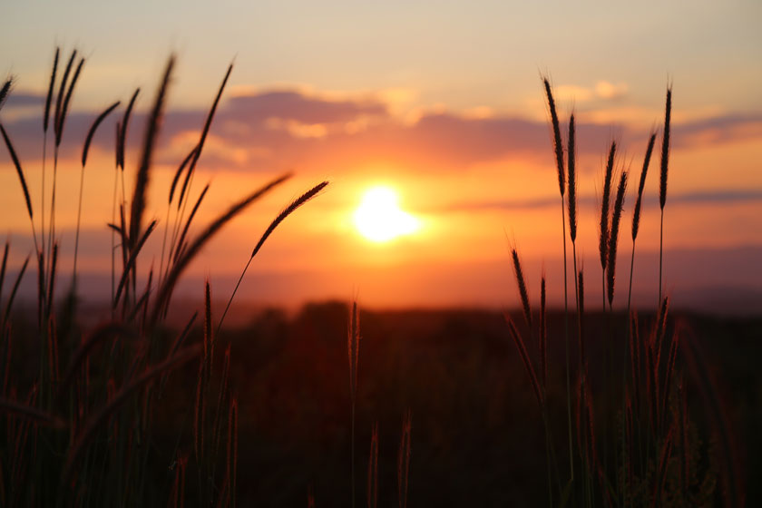 黄昏阳光下的小麦摄影高清图片